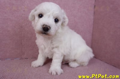 02/14比熊犬公幼犬1號(彰化大村)5