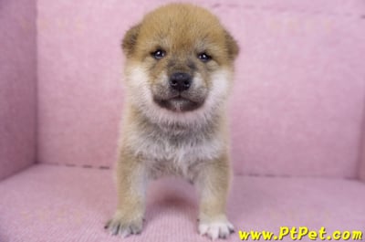 12/10赤色柴犬公幼犬2