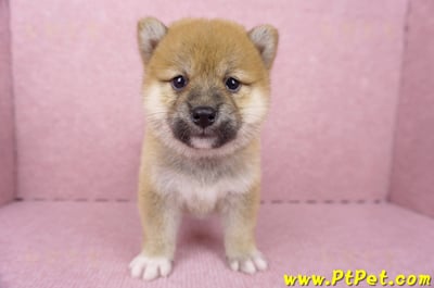 06/14赤色柴犬母幼犬(屏東九如)1