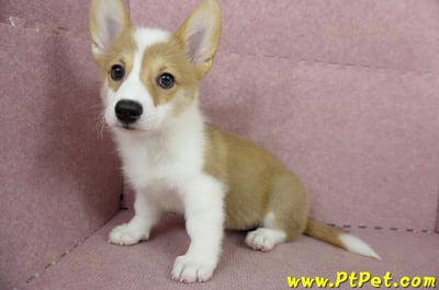 04/14雙色柯基犬母幼犬(台中沙鹿)10