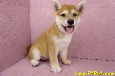 06/04赤色柴犬母幼犬(高雄路竹)3