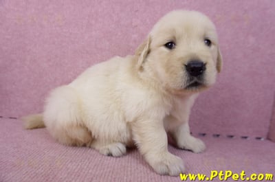 07/18黃金獵犬母幼犬2號(台南東區)5