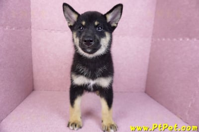 07/05黑色柴犬母幼犬(基隆仁愛)3