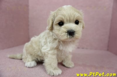 01/15奶油色馬爾泰迪 I 公幼犬(高雄大寮)8