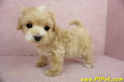 01/15奶油色馬爾泰迪公幼犬(屏東高樹)12