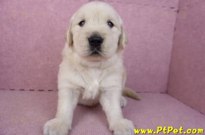 01/10黃金獵犬公幼犬3號2