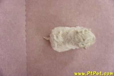 06/04泰迪比熊母幼犬(屏東市)7