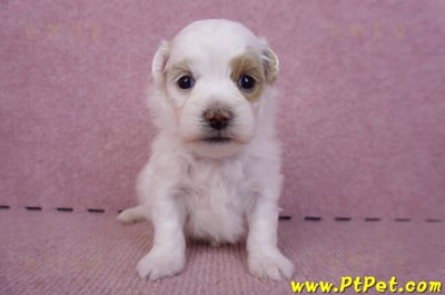 09/27馬爾泰迪母幼犬1號(台中豐原)3