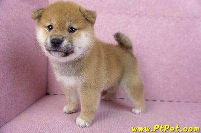 10/15赤色柴犬公幼犬1號(新北鶯歌)1