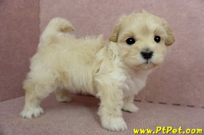 2/23奶油色馬爾泰迪公幼犬(屏東市)4