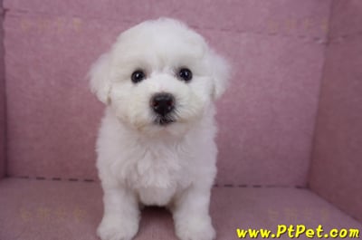 02/14比熊犬母幼犬3