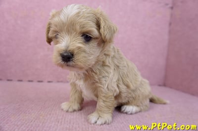 02/20馬爾泰迪母幼犬2號6