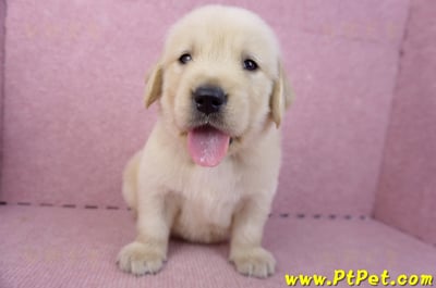 07/18黃金獵犬公幼犬6號(桃園平鎮)4