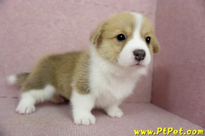 02/09雙色柯基犬母幼犬2號(桃園龍潭)1