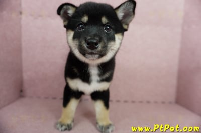 05/14黑色柴犬母幼犬2號(嘉義中埔)3