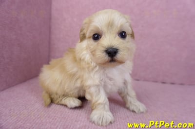 12/10馬爾泰迪公幼犬2號3