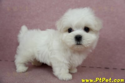 04/17迷你型馬爾濟斯公幼犬(台中北屯)3