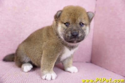 02/05赤色柴犬母幼犬1號(新北永和)4