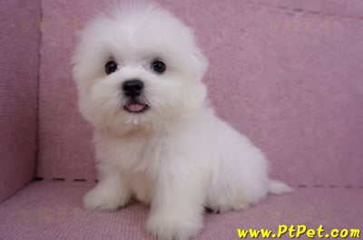 07/26迷你型馬爾濟斯公幼犬1號(台北大同)10