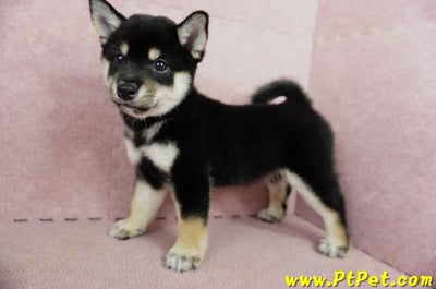 05/14黑色柴犬母幼犬2號(屏東瑪家)7