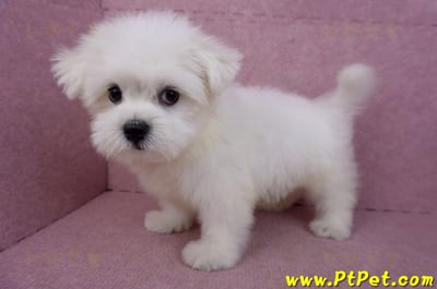 03/20馬爾濟斯公幼犬12