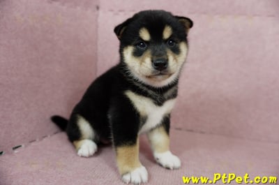 06/04黑色柴犬母幼犬(屏東潮州)3