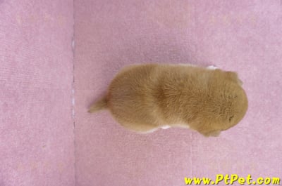 01/16赤色柴犬母幼犬1號7