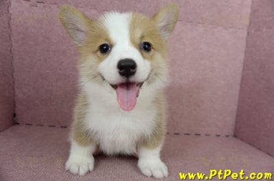 05/09雙色柯基犬母幼犬2號(高雄前鎮)1