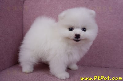 11/10松鼠白博美母幼犬(屏東內埔)6