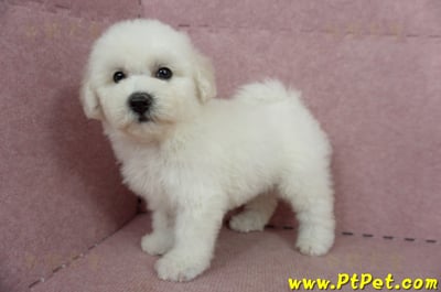 05/20比熊犬公幼犬2號(高雄苓雅)8