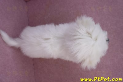 03/20馬爾濟斯公幼犬(新北土城)15