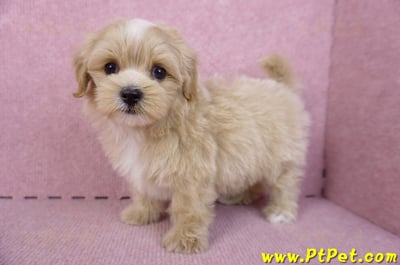 10/13馬爾泰迪公幼犬(桃園楊梅)9