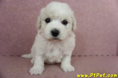 05/22比熊犬母幼犬(高雄仁武)2