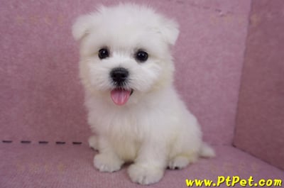 03/20馬爾濟斯公幼犬12