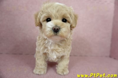 03/02馬爾泰迪母幼犬(桃園楊梅)2