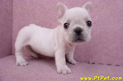 07/25奶油色法國鬥牛母幼犬3號(屏東內埔)7