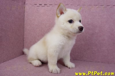 05/24白色柴犬公幼犬3
