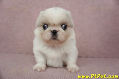 12/28北京狗母幼犬(桃園龍潭)3