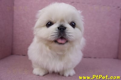 12/17北京狗公幼犬2號4