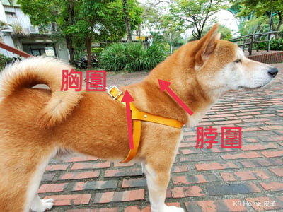 寵物背心2