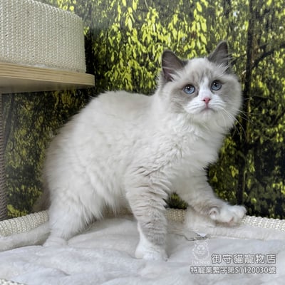 429藍雙布偶貓妹妹 ​生日2025/9/291