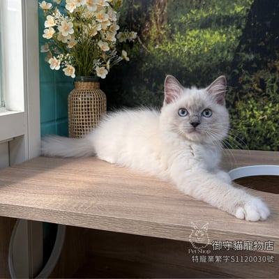 473山貓紋手套色布偶貓弟弟 ​生日2026/3/184
