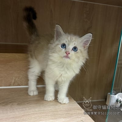 507海豹山貓紋布偶貓弟弟 ​生日2026/5/271