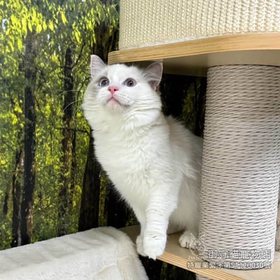 已有家~397藍雙布偶貓妹妹​生日2025/7/171