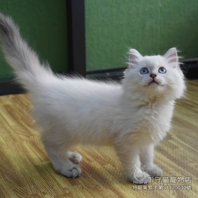 449藍重點色布偶貓妹妹 ​生日2025/12/303