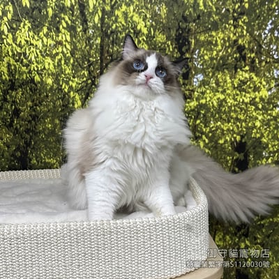 已有家~399海雙色布偶貓妹妹 ​生日2025/7/203