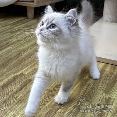 440藍山貓紋布偶貓弟弟 ​生日2025/11/253