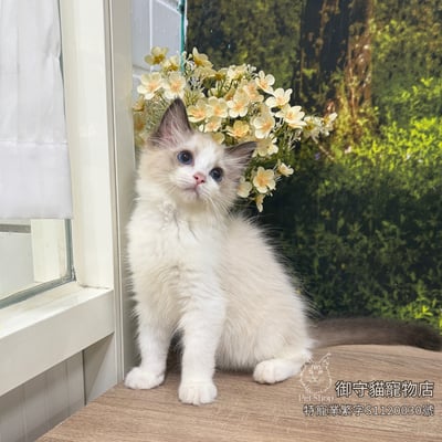 506海雙布偶貓妹妹 ​生日2026/5/273