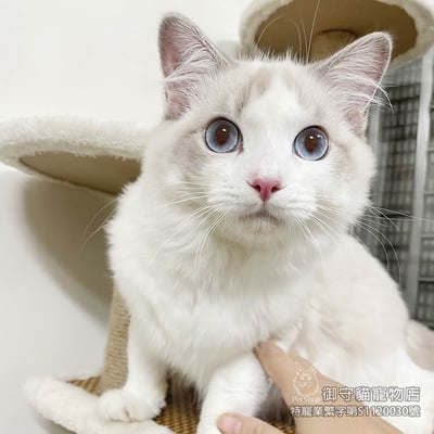 364藍山貓紋布偶貓弟弟 ​生日2025/4/282