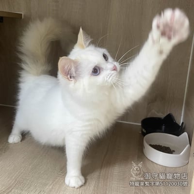 412稀有火焰色布偶貓妹妹 ​生日2025/8/63